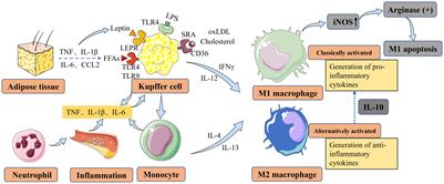 Macrophage metabolism in nonalcoholic fatty liver disease